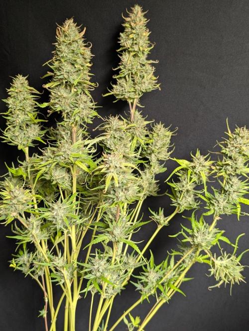 Frosted Guava Auto x3. Week 11