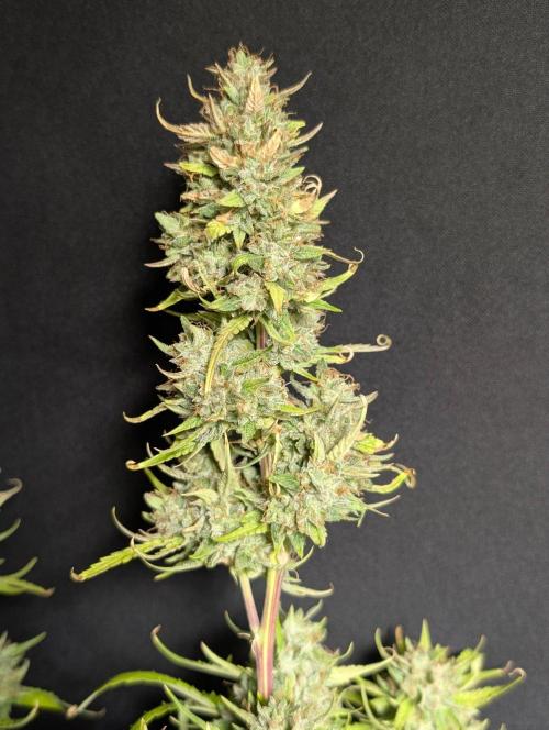 Frosted Guava Auto x3. Week 11