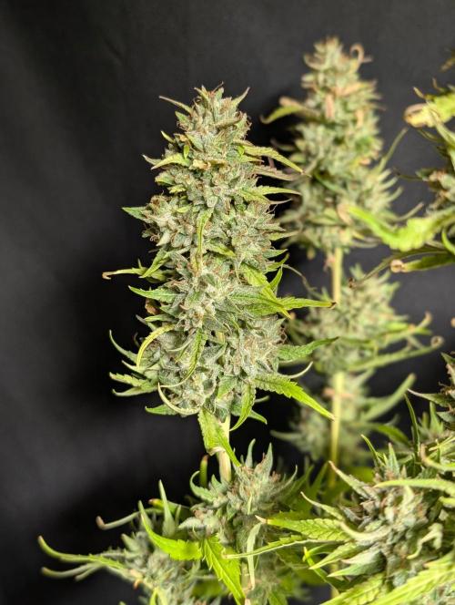 Frosted Guava Auto x3. Week 11
