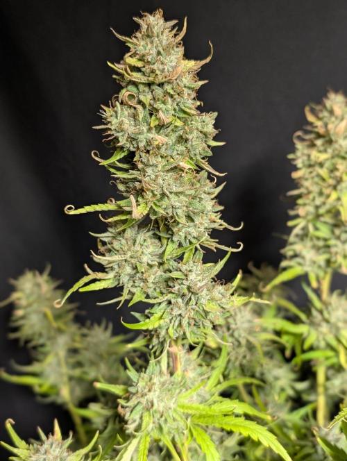 Frosted Guava Auto x3. Week 11