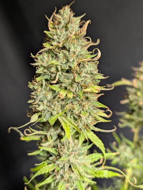 Frosted Guava Auto x3. Week 11