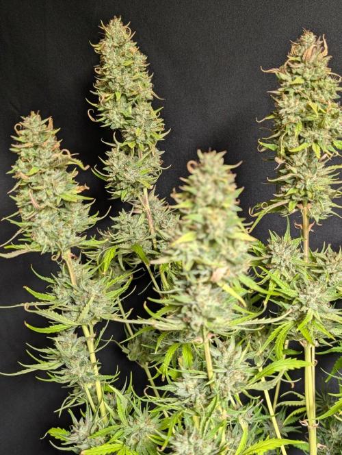 Frosted Guava Auto x3. Week 11