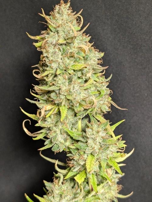 Frosted Guava Auto x3. Week 11