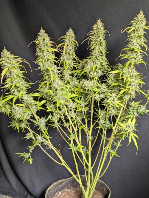 Frosted Guava Auto x3. Week 11 - 1