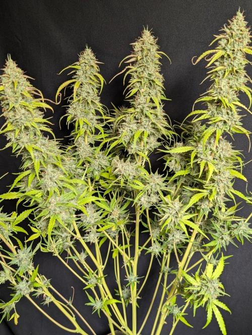 Frosted Guava Auto x3. Week 11