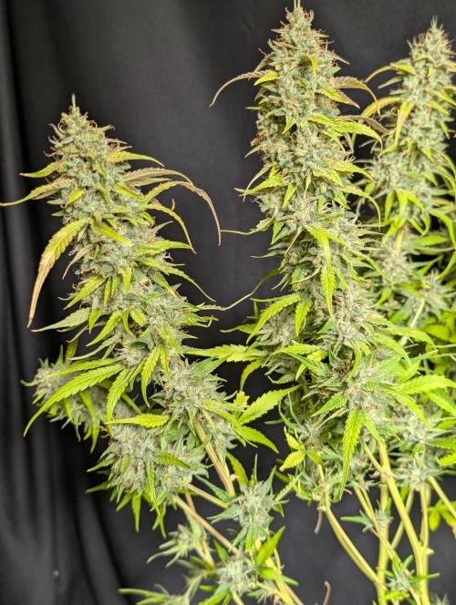 Frosted Guava Auto x3. Week 11