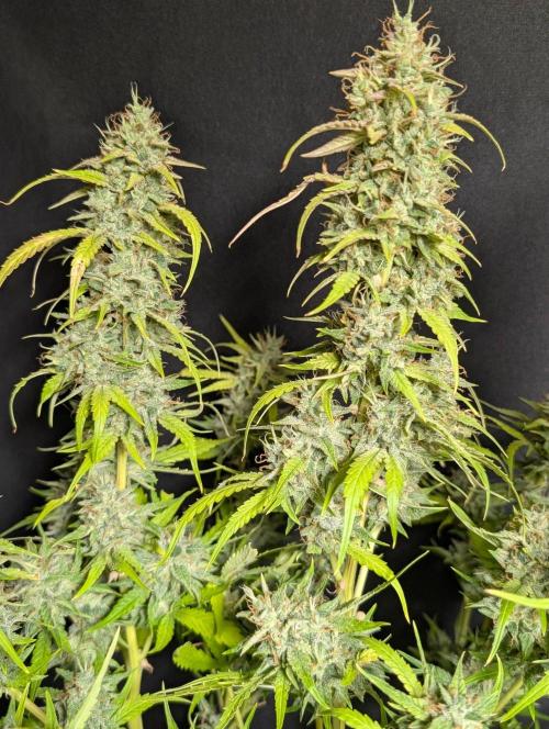 Frosted Guava Auto x3. Week 11