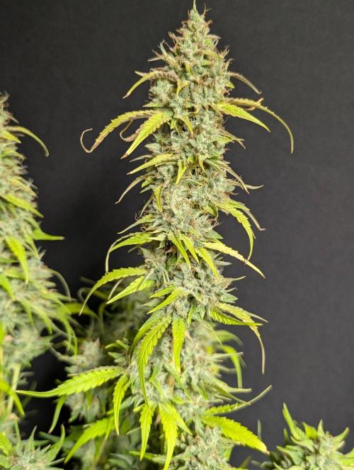 Frosted Guava Auto x3. Week 11