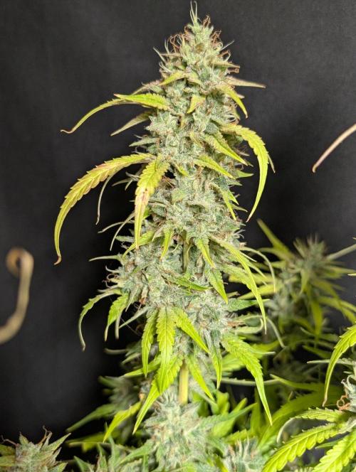 Frosted Guava Auto x3. Week 11