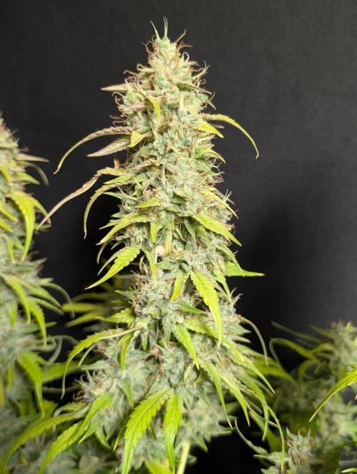 Frosted Guava Auto x3. Week 11