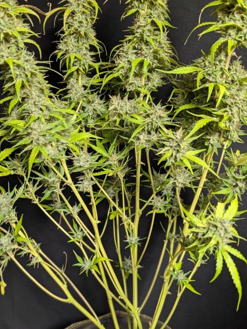 Frosted Guava Auto x3. Week 11