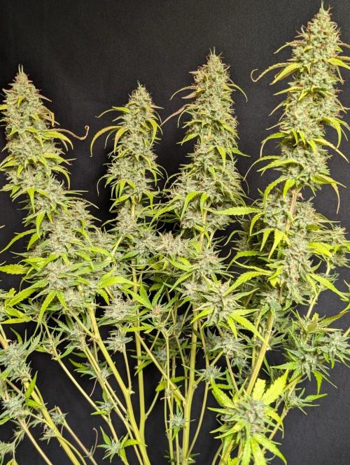 Frosted Guava Auto x3. Week 11