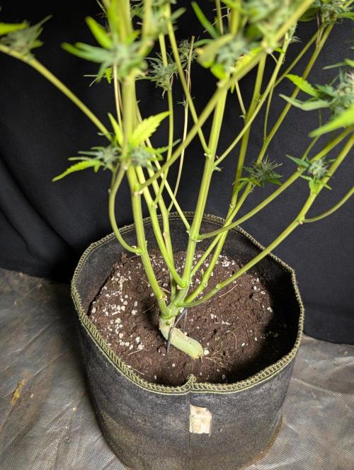 Frosted Guava Auto x3. Week 11
