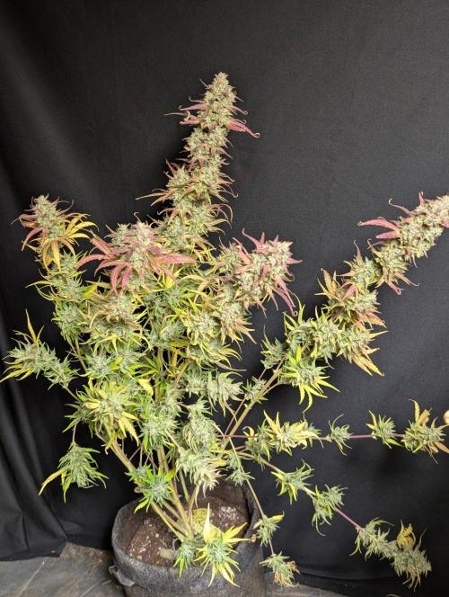 Frosted Guava Auto x3. Week 11 - 2