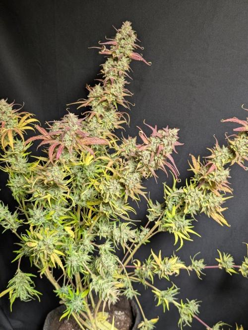 Frosted Guava Auto x3. Week 11