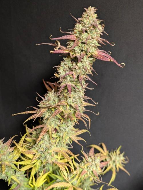 Frosted Guava Auto x3. Week 11