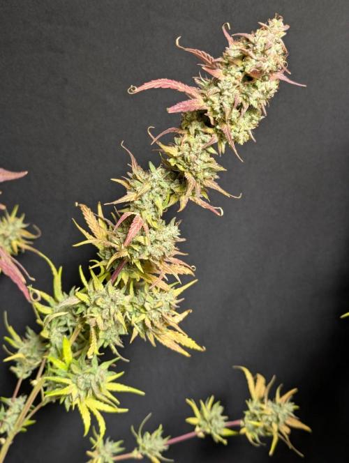 Frosted Guava Auto x3. Week 11