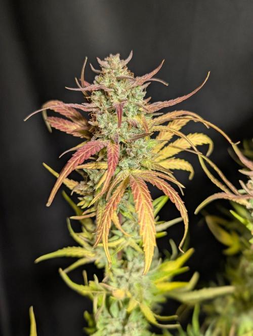 Frosted Guava Auto x3. Week 11