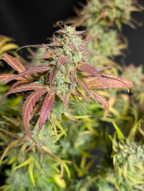 Frosted Guava Auto x3. Week 11