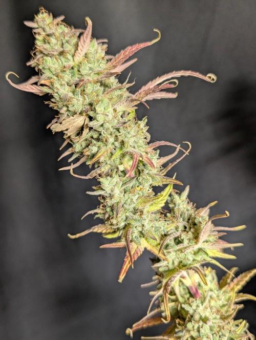 Frosted Guava Auto x3. Week 11