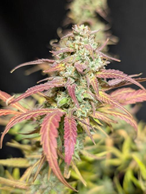 Frosted Guava Auto x3. Week 11