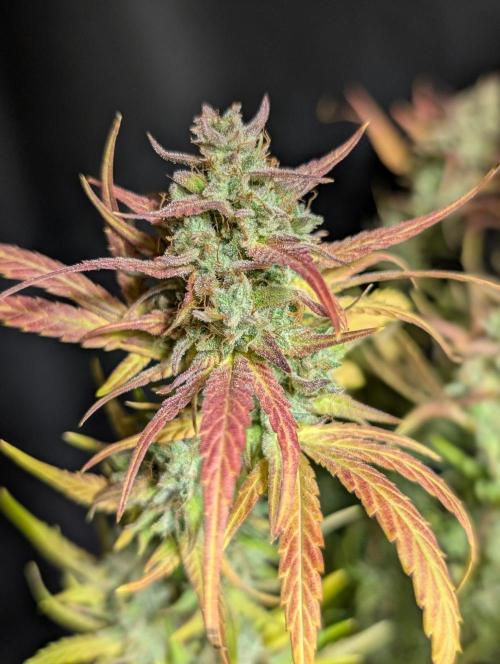 Frosted Guava Auto x3. Week 11