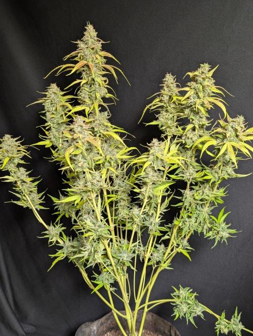 Frosted Guava Auto x3. Week 11 - 3