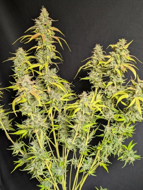 Frosted Guava Auto x3. Week 11