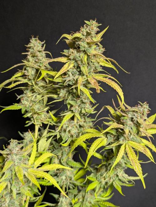 Frosted Guava Auto x3. Week 11