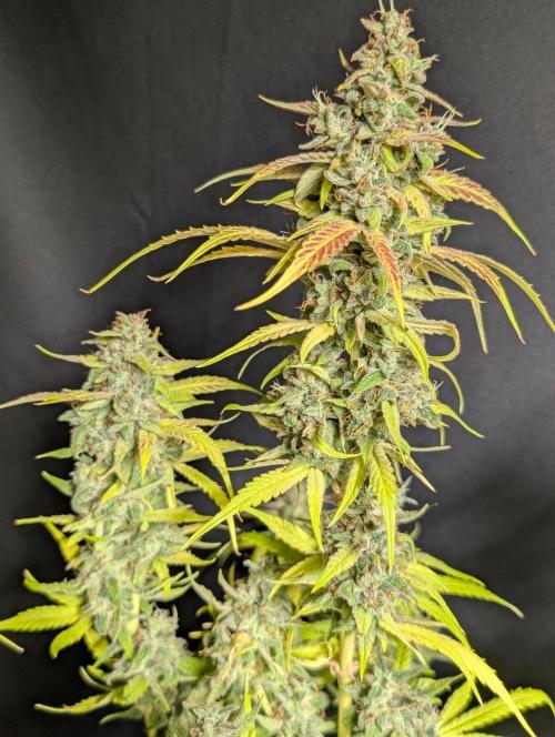 Frosted Guava Auto x3. Week 11