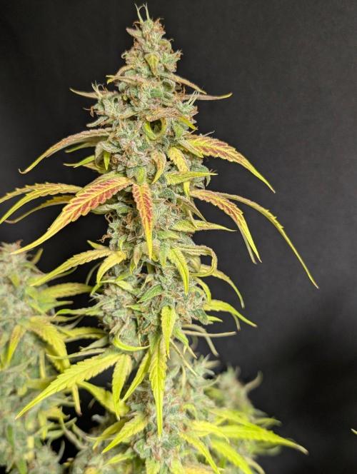 Frosted Guava Auto x3. Week 11