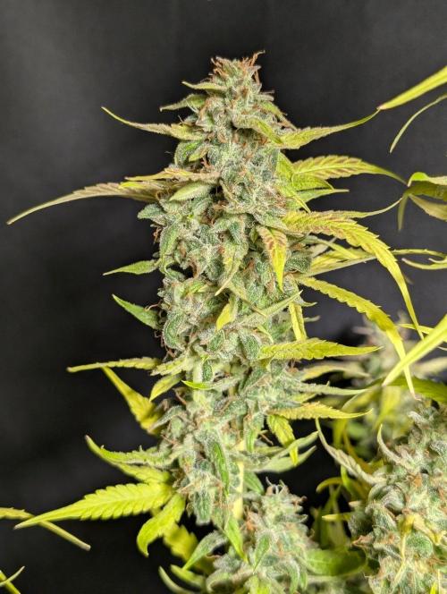 Frosted Guava Auto x3. Week 11