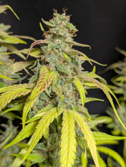 Frosted Guava Auto x3. Week 11