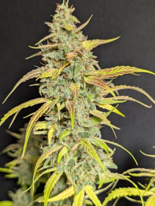 Frosted Guava Auto x3. Week 11