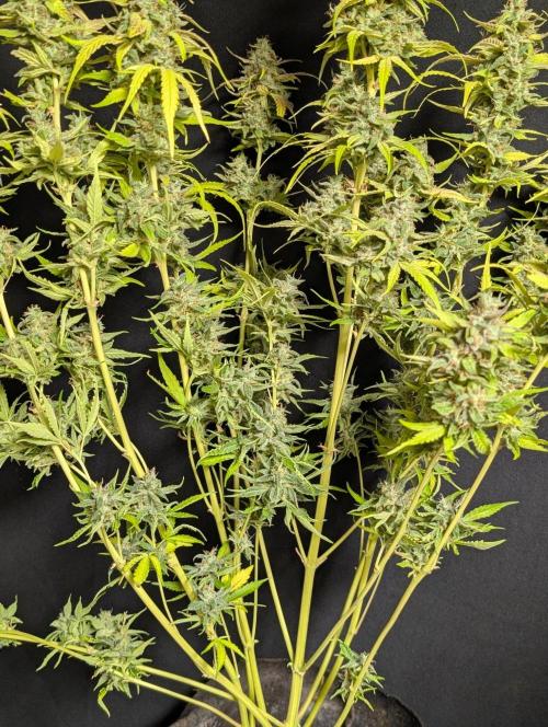 Frosted Guava Auto x3. Week 11