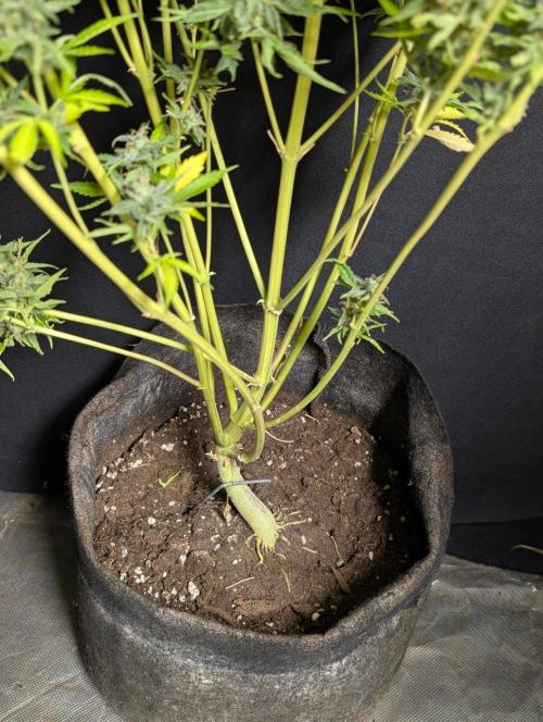 Frosted Guava Autoflowering. Week 11