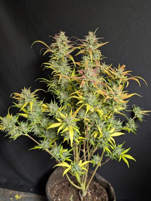 Frosted Guava Auto x2. Week 11