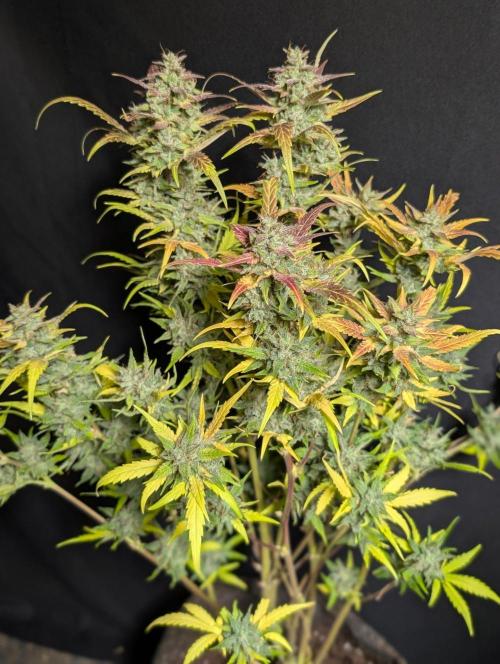 Frosted Guava Auto x2. Week 11