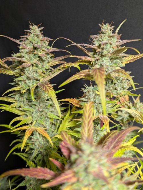Frosted Guava Auto x2. Week 11