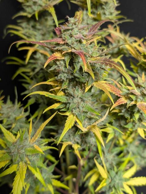 Frosted Guava Auto x2. Week 11