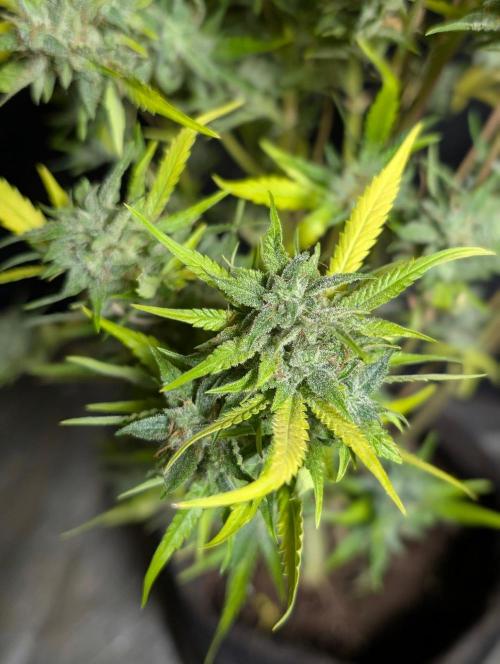 Frosted Guava Auto x2. Week 11