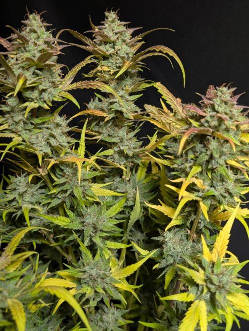 Frosted Guava Auto x2. Week 11