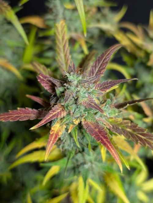 Frosted Guava Auto x2. Week 11