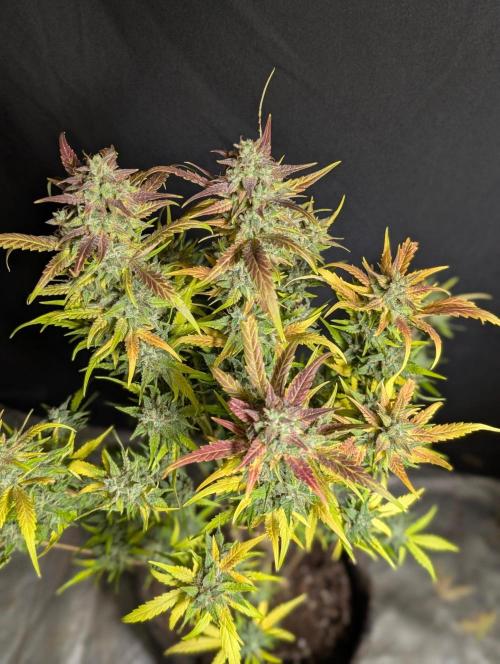 Frosted Guava Auto x2. Week 11