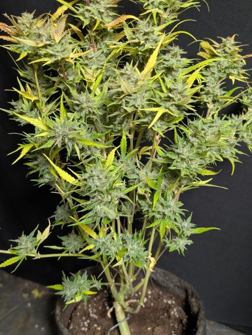 Frosted Guava Auto x2. Week 11