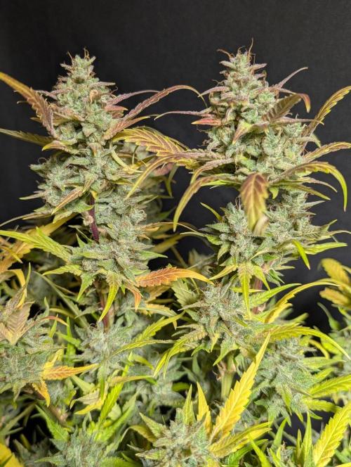 Frosted Guava Auto x2. Week 11