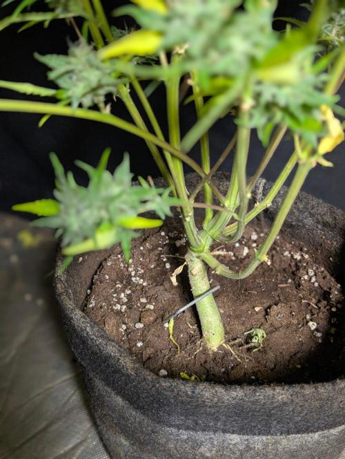 Frosted Guava Auto x2. Week 11