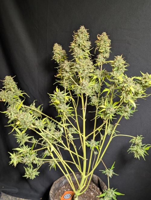 Frosted Guava Auto x2. Week 11 - 2
