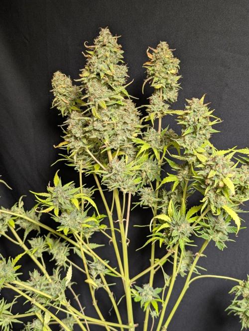 Frosted Guava Auto x2. Week 11