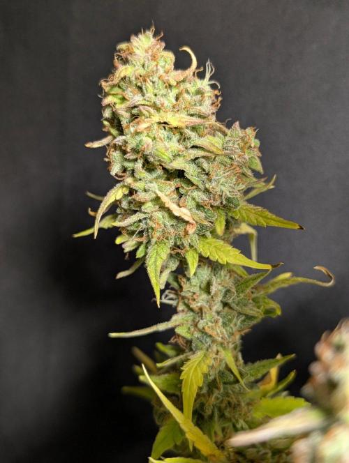 Frosted Guava Auto x2. Week 11